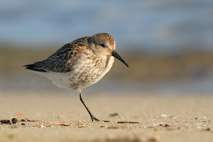 Piovanello pancianera